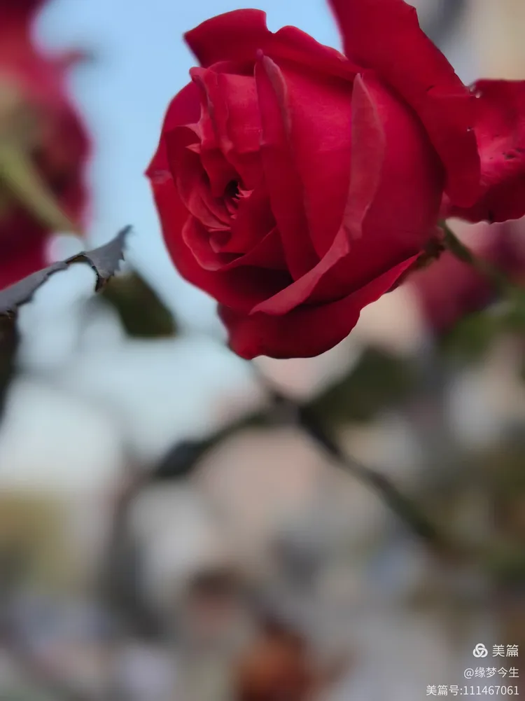 玫瑰月季迎元旦